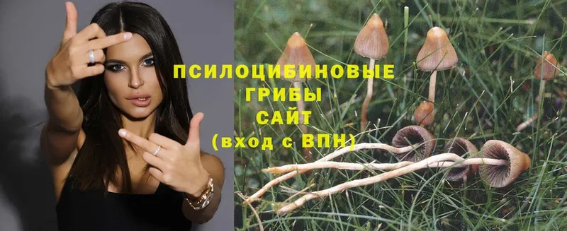 Псилоцибиновые грибы Magic Shrooms Подпорожье